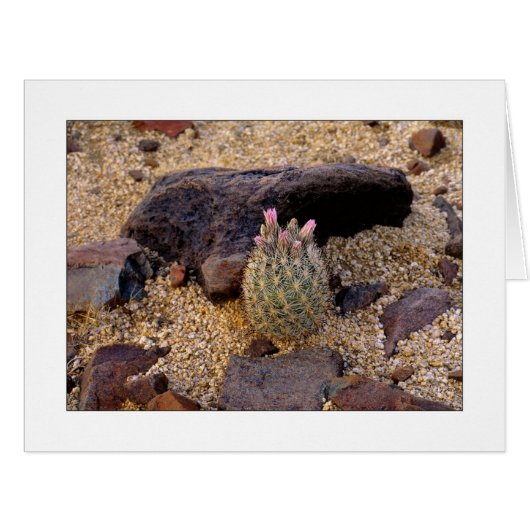 Itty Bitty Barrelサボテン (正面横)