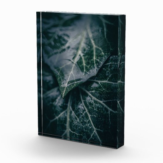 Ivy自然写真 フォトブロック (右)