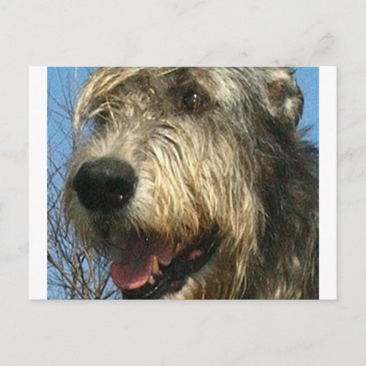 iw.png ポストカード (正面)