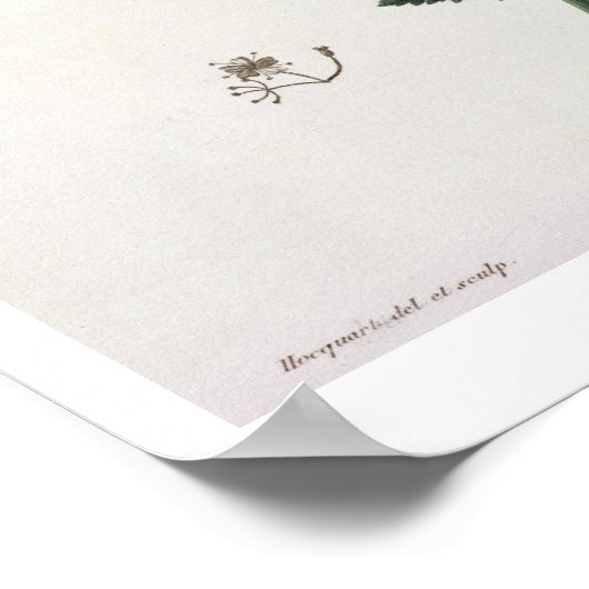 Jによる「フィトグレープヒメディケール」のAetusa Cynapium ポスター (角)