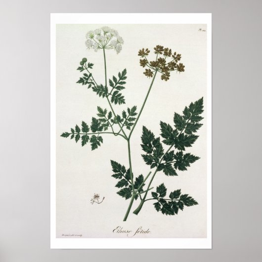 Jによる「フィトグレープヒメディケール」のAetusa Cynapium ポスター (正面)