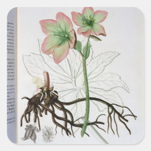 Jによる「Phytographie Medicale」からのHelleborusニジェール スクエアシール