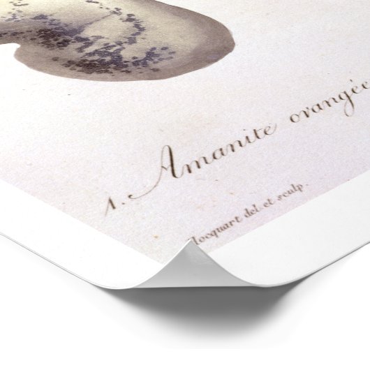 J著「フィトグレープヒメディケール」のアマニタカエザリア ポスター (角)