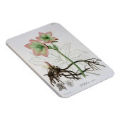 J「フィトグレープヒメディケール」のヘレボラス・ニジェール マグネット (右側)