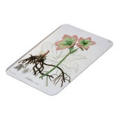 J「フィトグレープヒメディケール」のヘレボラス・ニジェール マグネット (左側)