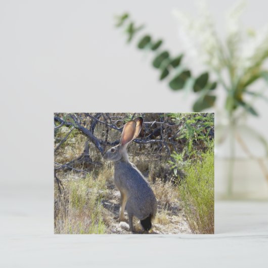 J A C K R A B B I T ポストカード (スタンド正面)