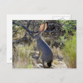 J A C K R A B B I T ポストカード (正面/裏面)