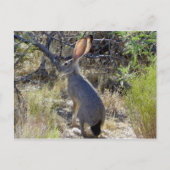 J A C K R A B B I T ポストカード (正面)