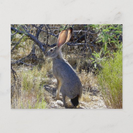 J A C K R A B B I T ポストカード (正面)