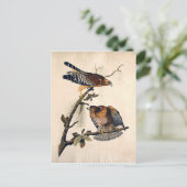 J.J.オードボン（赤い肩のタカ） (1829) ポストカード (スタンド正面)