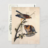 J.J.オードボン（赤い肩のタカ） (1829) ポストカード (正面/裏面)