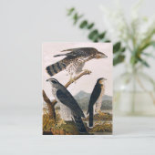 J.J.オードボン(Goshawk, Stanley Hawk) (1829) ポストカード (スタンド正面)