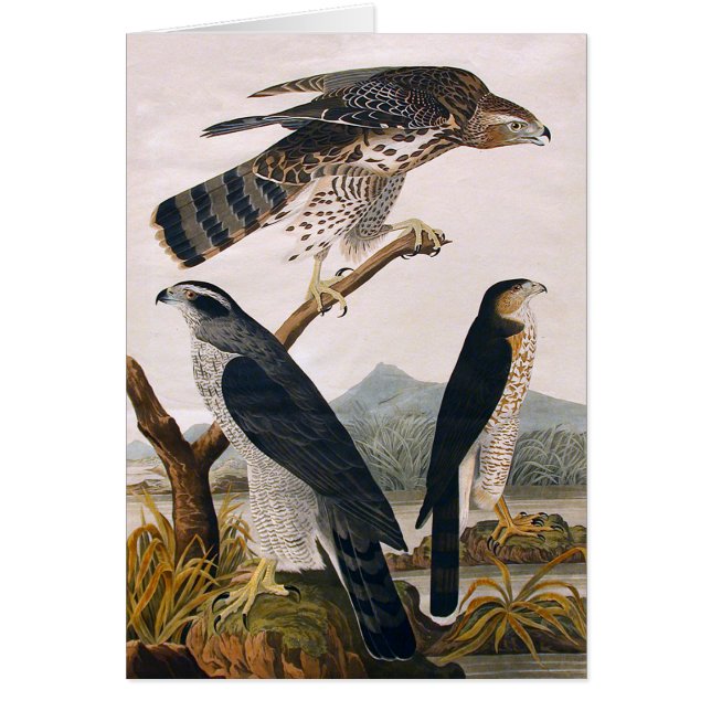 J.J. Audubon (オオタカ、スタンリーのタカ) (1829年) (正面)
