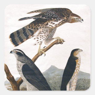 J.J. Audubon (オオタカ、スタンリーのタカ) (1829年) スクエアシール
