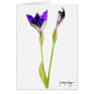 J. Maya Luz著"アイリス"