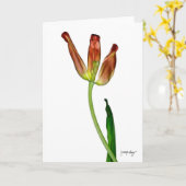 J. Maya Luz著"チューリップ" カード (黄色い花)