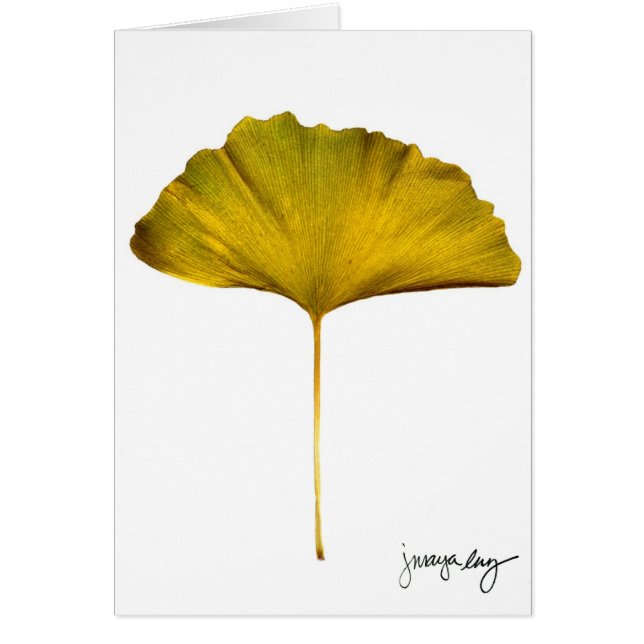 J. Maya Luz著"Gingko" (正面)