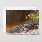 J.N.でアメリカのアリゲーターのクローズアップ。 ポストカード (正面/裏面)