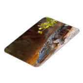 J.N.でアメリカのアリゲーターのクローズアップ。 マグネット (左側)