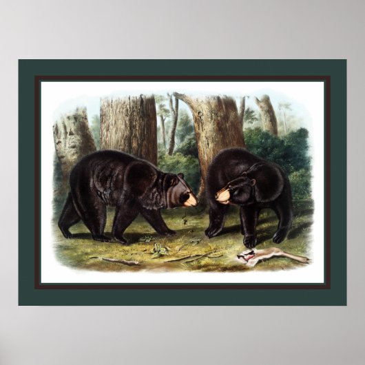 J.W. Audubon - Ursus Americanus (Black Bear) ポスター (正面)