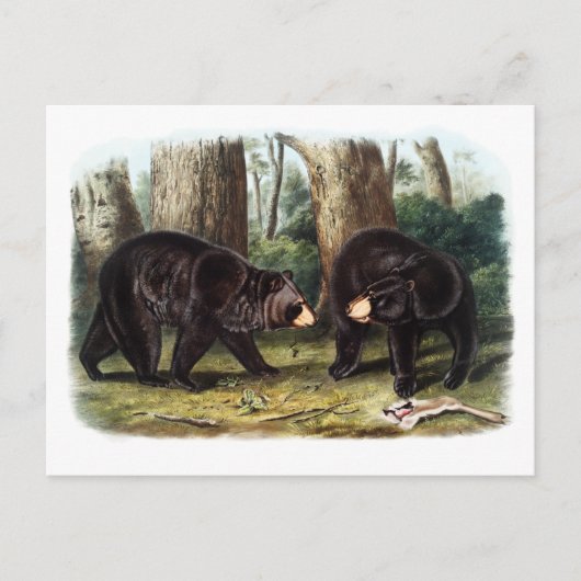 J.W. Audubon - Ursus Americanus (Black Bear) ポストカード (正面)