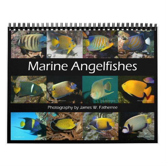 J.W.Marine Angelfishs Wall Calendar父親 カレンダー (カバー)