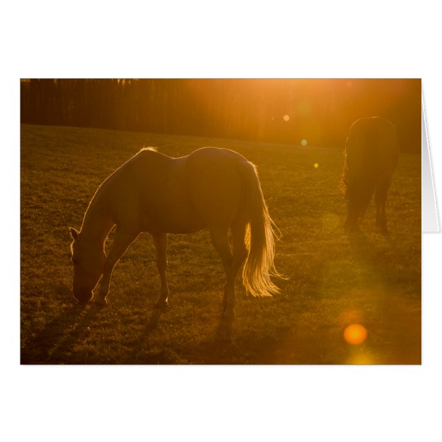 Jaci及びAva (正面横)