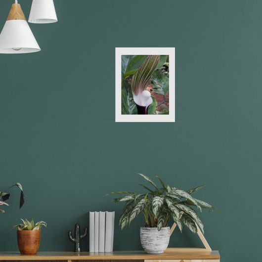 Jack-in-the-Pulpit植物フローラ写真 ポスター (リビング1)