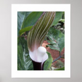 Jack-in-the-Pulpit植物フローラ写真 ポスター (正面)