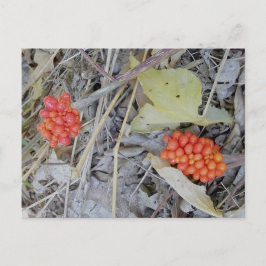 Jack-In-The-Pulpit Seedsはがき ポストカード (正面)