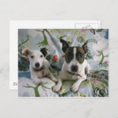 Jack Russell Terrier ポストカード (正面/裏面)