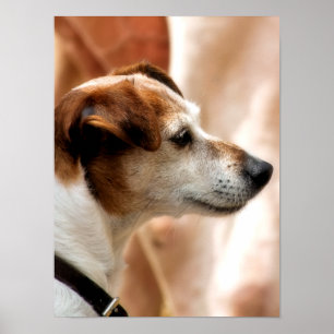 JACK RUSSELL TERRIER DOG ポスター