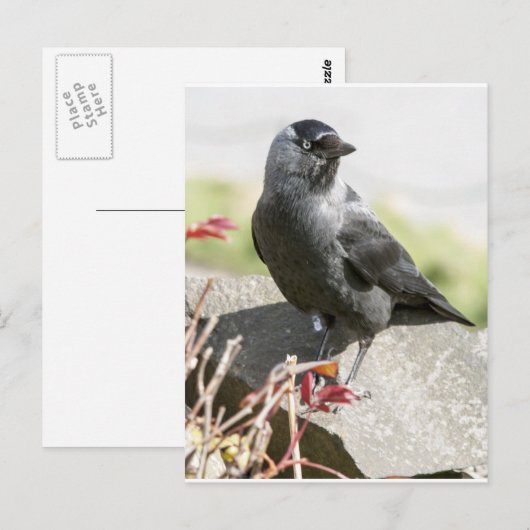 jackdaw.jpg ポストカード (正面/裏面)