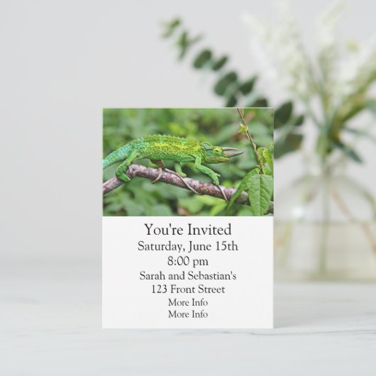 Jacksonsのカメレオン 招待状 (スタンド正面)