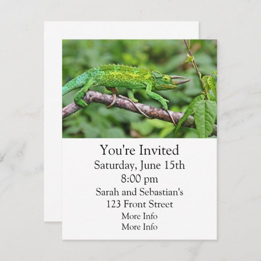 Jacksonsのカメレオン 招待状 (正面/裏面)