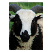 Jacob Ram LambのRJ (正面)