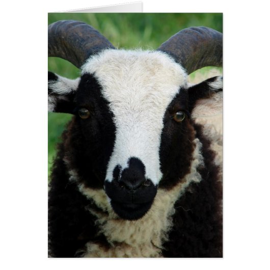 Jacob Ram LambのRJ (正面)