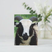 Jacob Ram LambのRJ ポストカード (スタンド正面)