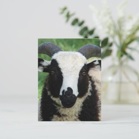 Jacob Ram LambのRJ ポストカード (スタンド正面)