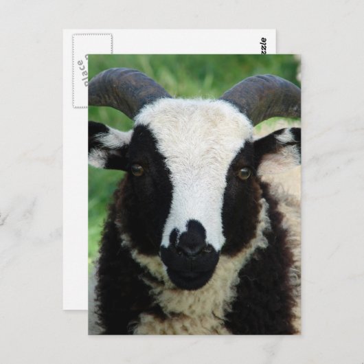 Jacob Ram LambのRJ ポストカード (正面/裏面)