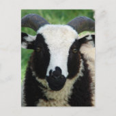 Jacob Ram LambのRJ ポストカード (正面)