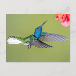 Jacobin Hummingbird in Flight ポストカード