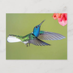 Jacobin Hummingbird in Flight ポストカード