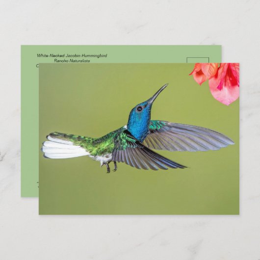 Jacobin Hummingbird in Flight ポストカード (正面/裏面)