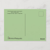 Jacobin Hummingbird in Flight ポストカード (裏面)