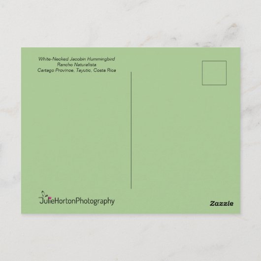 Jacobin Hummingbird in Flight ポストカード (裏面)