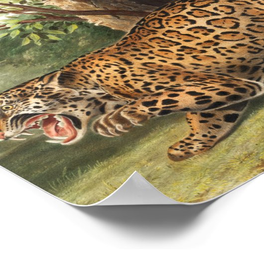 Jaguar (Felis onca) Illustration ポスター (角)