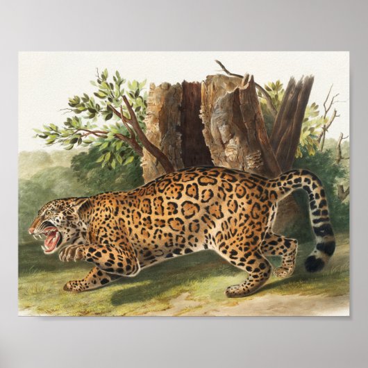 Jaguar (Felis onca) Illustration ポスター (正面)