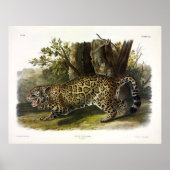 Jaguar (Felis Onca) (Panthera onca) by Audubon ポスター (正面)