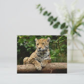 Jaguar on a log Postcard ポストカード (スタンド正面)